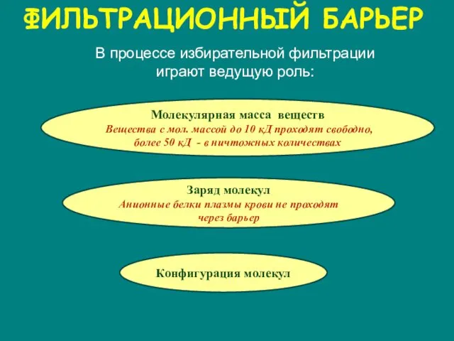 ФИЛЬТРАЦИОННЫЙ БАРЬЕР В процессе избирательной фильтрации играют ведущую роль: Молекулярная масса