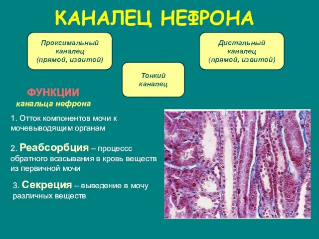 Проксимальный каналец (прямой, извитой) Дистальный каналец (прямой, извитой) КАНАЛЕЦ НЕФРОНА Тонкий