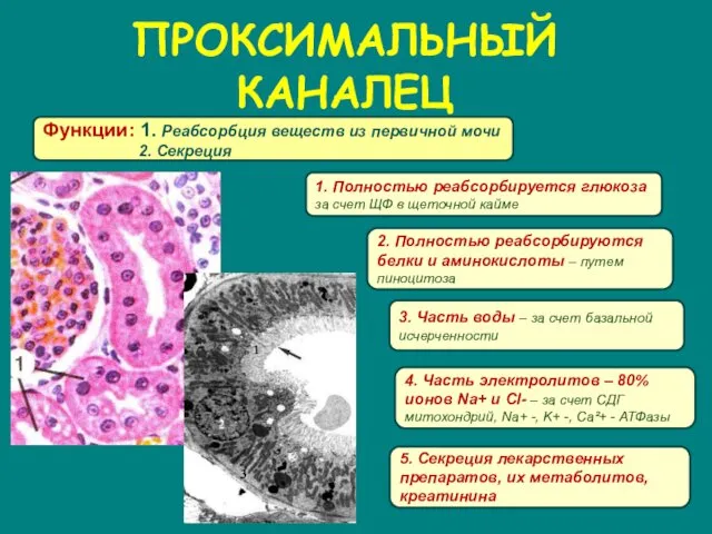 ПРОКСИМАЛЬНЫЙ КАНАЛЕЦ Функции: 1. Реабсорбция веществ из первичной мочи 2. Секреция