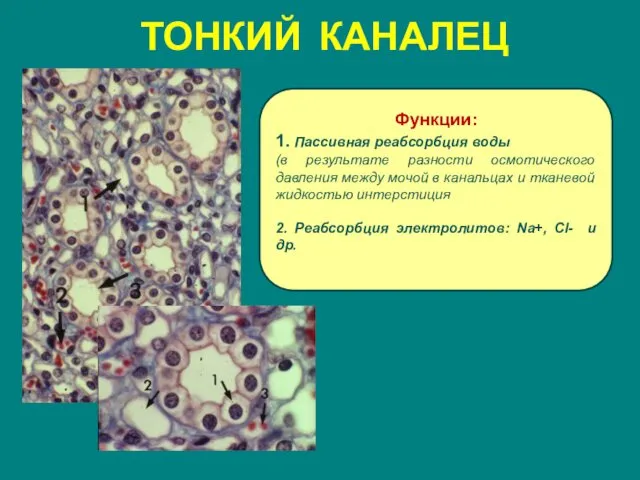 ТОНКИЙ КАНАЛЕЦ Функции: 1. Пассивная реабсорбция воды (в результате разности осмотического