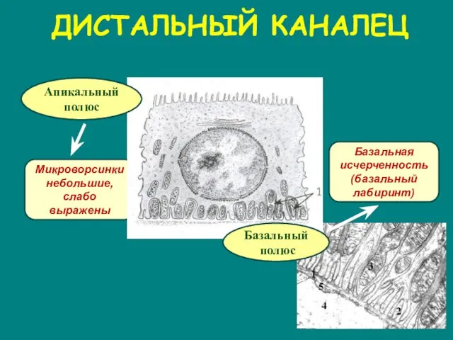 ДИСТАЛЬНЫЙ КАНАЛЕЦ Микроворсинки небольшие, слабо выражены Базальная исчерченность (базальный лабиринт) Базальный полюс Апикальный полюс