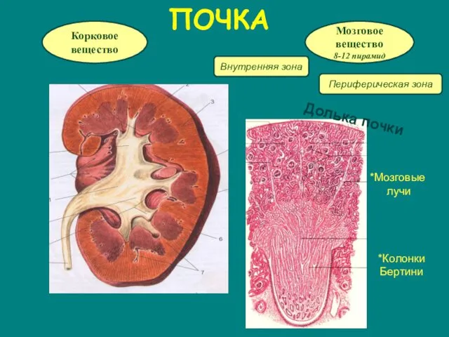 ПОЧКА Корковое вещество Мозговое вещество 8-12 пирамид Внутренняя зона Периферическая зона