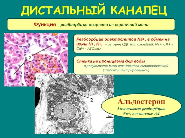 ДИСТАЛЬНЫЙ КАНАЛЕЦ Функция – реабсорбция веществ из первичной мочи Реабсорбция электролитов