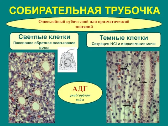 СОБИРАТЕЛЬНАЯ ТРУБОЧКА Однослойный кубический или призматический эпителий Темные клетки Секреция HCl