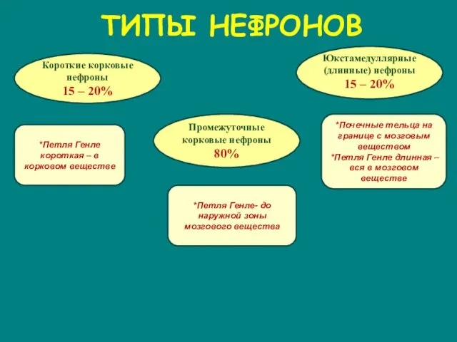 ТИПЫ НЕФРОНОВ Короткие корковые нефроны 15 – 20% Промежуточные корковые нефроны