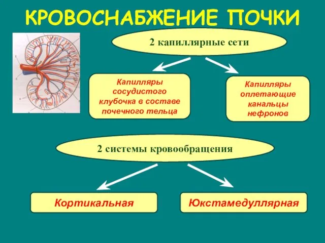 КРОВОСНАБЖЕНИЕ ПОЧКИ 2 капиллярные сети Капилляры сосудистого клубочка в составе почечного