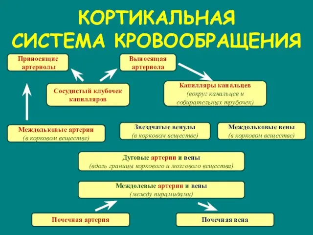 КОРТИКАЛЬНАЯ СИСТЕМА КРОВООБРАЩЕНИЯ Почечная артерия Междольковые артерии (в корковом веществе) Дуговые