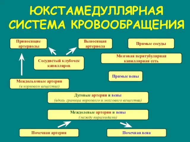 ЮКСТАМЕДУЛЛЯРНАЯ СИСТЕМА КРОВООБРАЩЕНИЯ Почечная артерия Дуговые артерии и вены (вдоль границы