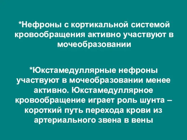 *Нефроны с кортикальной системой кровообращения активно участвуют в мочеобразовании *Юкстамедуллярные нефроны