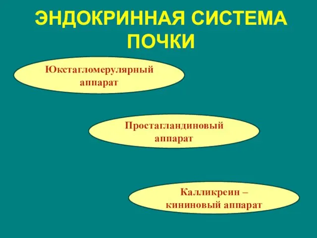 ЭНДОКРИННАЯ СИСТЕМА ПОЧКИ Юкстагломерулярный аппарат Калликреин – кининовый аппарат Простагландиновый аппарат