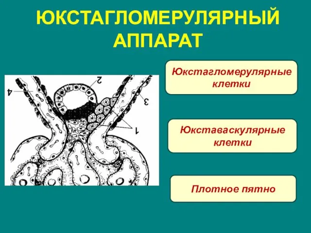 ЮКСТАГЛОМЕРУЛЯРНЫЙ АППАРАТ Юкстагломерулярные клетки Юкставаскулярные клетки Плотное пятно