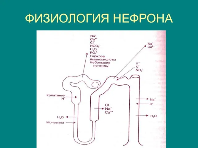 ФИЗИОЛОГИЯ НЕФРОНА