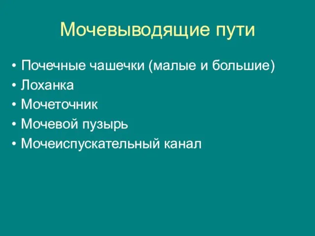 Мочевыводящие пути Почечные чашечки (малые и большие) Лоханка Мочеточник Мочевой пузырь Мочеиспускательный канал