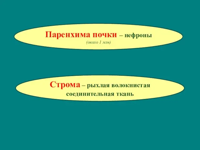 Паренхима почки – нефроны (около 1 млн) Строма – рыхлая волокнистая соединительная ткань