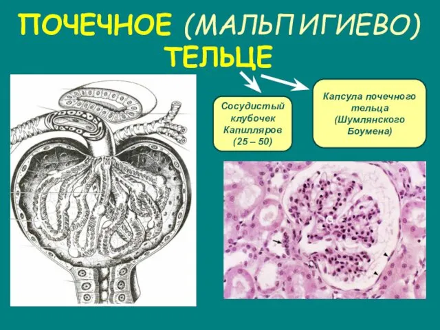 ПОЧЕЧНОЕ (МАЛЬПИГИЕВО) ТЕЛЬЦЕ Капсула почечного тельца (Шумлянского Боумена) Сосудистый клубочек Капилляров (25 – 50)