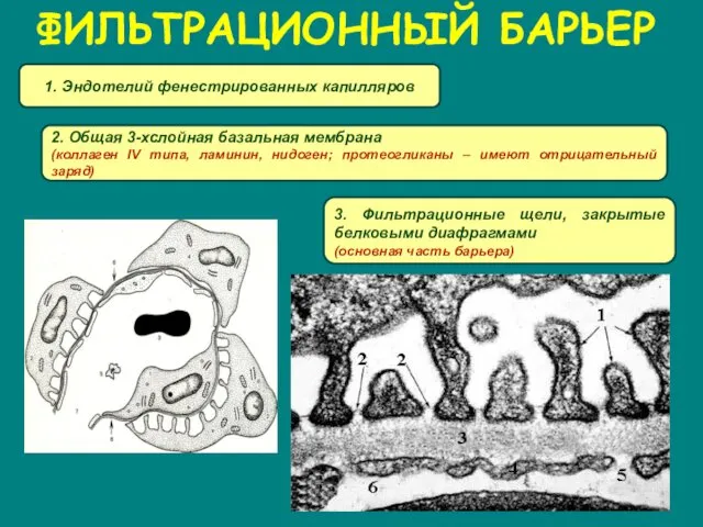 ФИЛЬТРАЦИОННЫЙ БАРЬЕР 1. Эндотелий фенестрированных капилляров 2. Общая 3-хслойная базальная мембрана