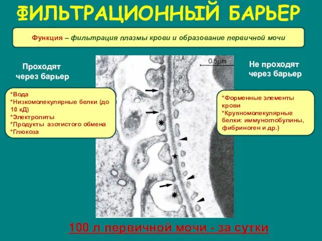 ФИЛЬТРАЦИОННЫЙ БАРЬЕР Функция – фильтрация плазмы крови и образование первичной мочи