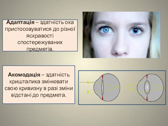 Адаптація – здатність ока пристосовуватися до різної яскравості спостережуваних предметів. Акомодація