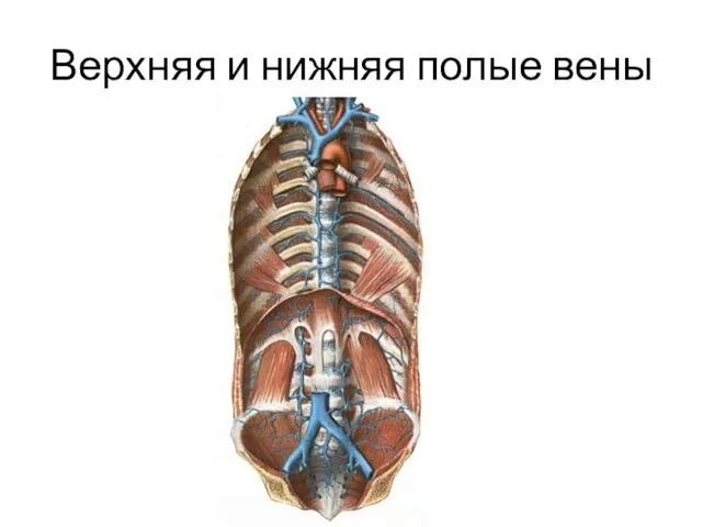 Верхняя и нижняя полые вены