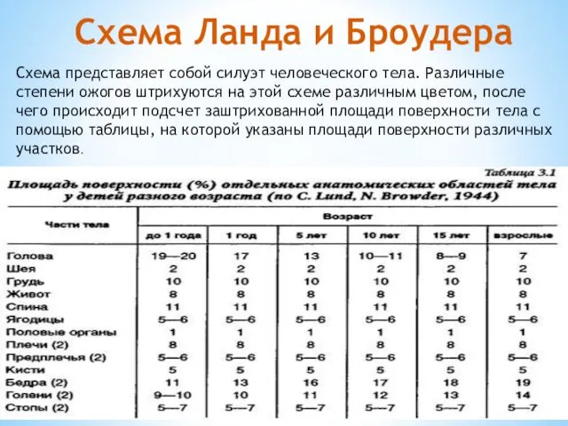 Схема Ланда и Броудера Схема представляет собой силуэт человеческого тела. Различные