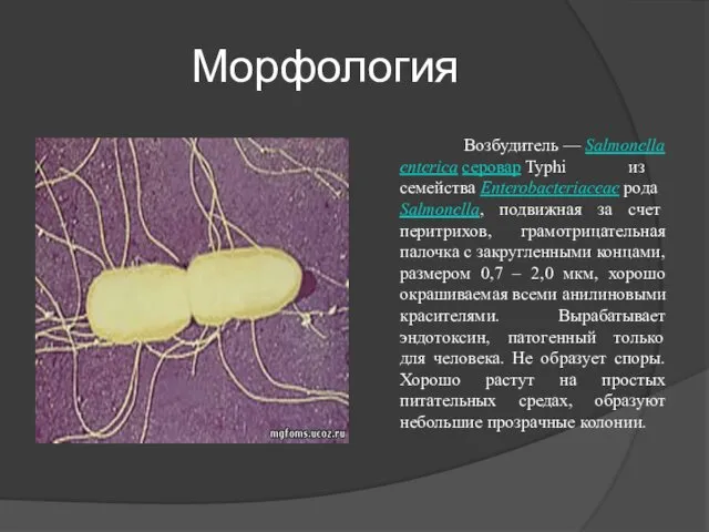 Морфология Возбудитель — Salmonella enterica серовар Typhi из семейства Enterobacteriaceae рода