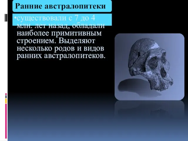 Ранние австралопитеки существовали с 7 до 4 млн. лет назад, обладали