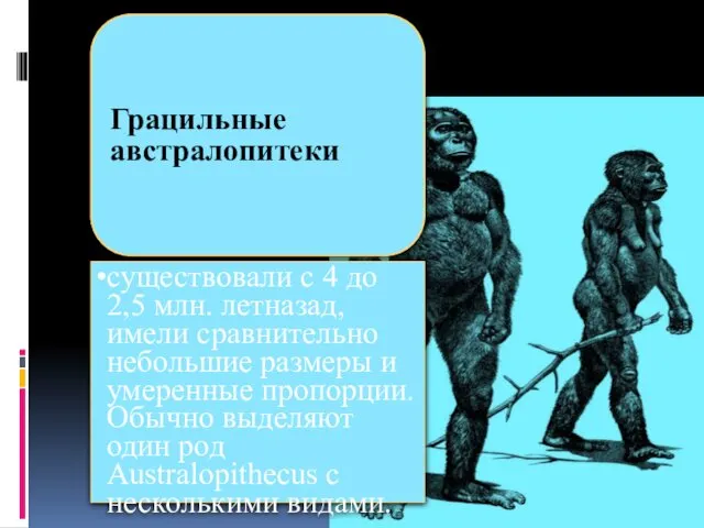 Грацильные австралопитеки существовали с 4 до 2,5 млн. летназад, имели сравнительно