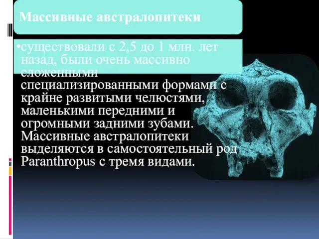 Массивные австралопитеки существовали с 2,5 до 1 млн. лет назад, были