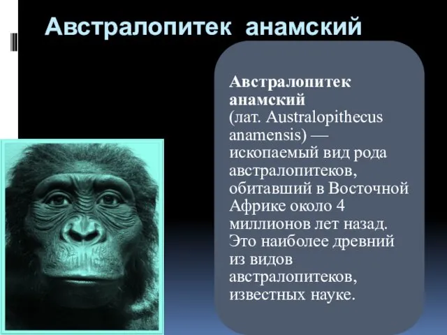 Австралопитек анамский Австралопитек анамский (лат. Australopithecus anamensis) — ископаемый вид рода