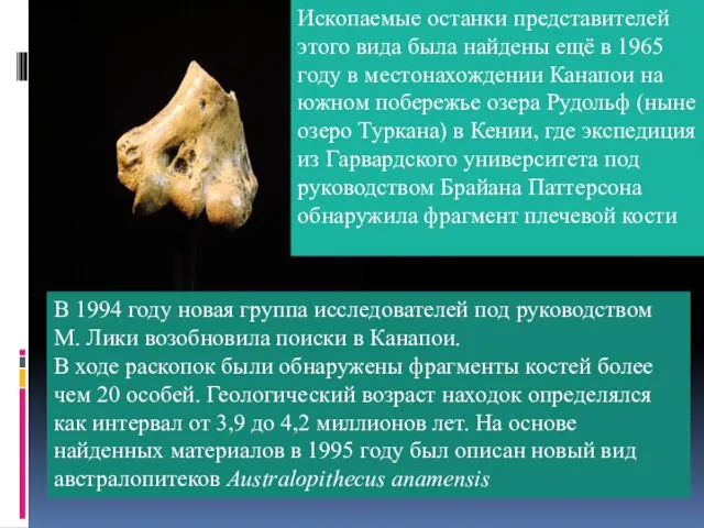 В 1994 году новая группа исследователей под руководством М. Лики возобновила