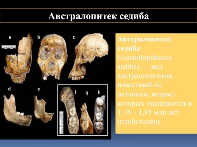 Австралопитек седиба Австралопитек седиба (Australopithecus sediba) — вид австралопитеков, известный по