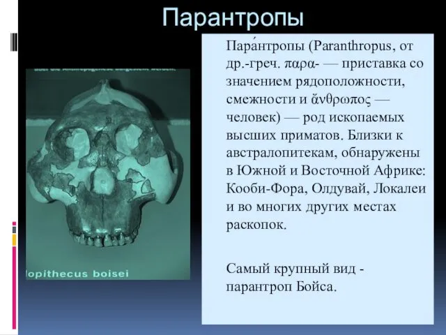 Парантропы Пара́нтропы (Paranthropus, от др.-греч. παρα- — приставка со значением рядоположности,