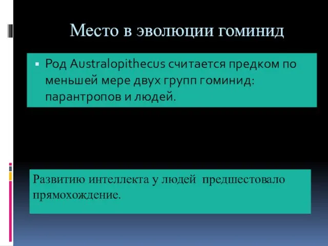 Место в эволюции гоминид Род Australopithecus считается предком по меньшей мере