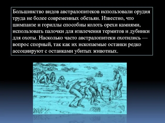 Большинство видов австралопитеков использовали орудия труда не более современных обезьян. Известно,