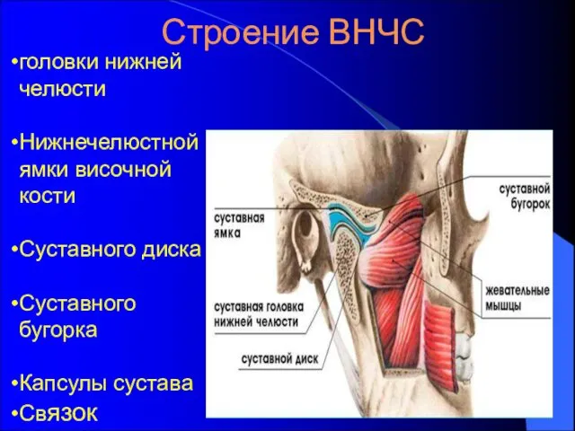 Строение ВНЧС головки нижней челюсти Нижнечелюстной ямки височной кости Суставного диска Суставного бугорка Капсулы сустава Связок