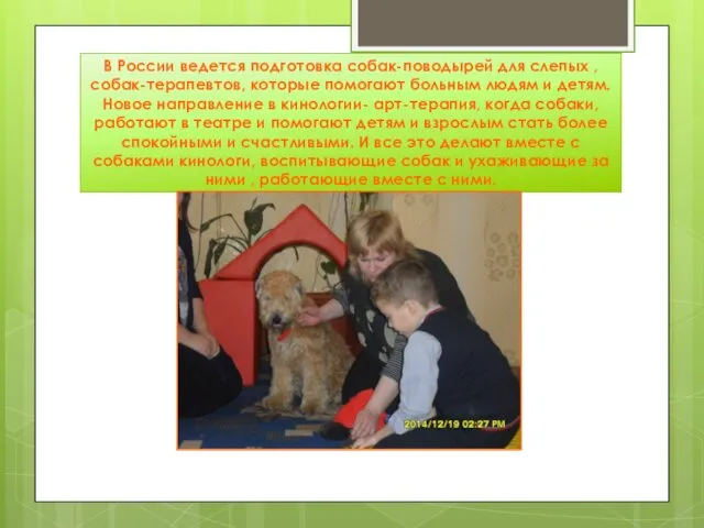В России ведется подготовка собак-поводырей для слепых , собак-терапевтов, которые помогают