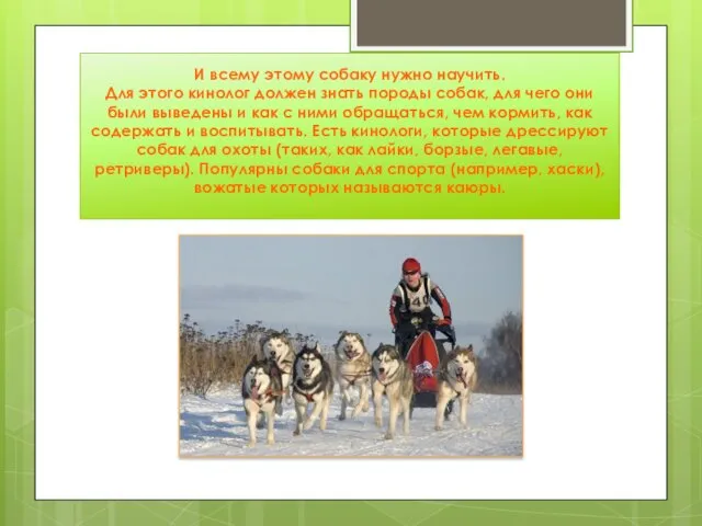 И всему этому собаку нужно научить. Для этого кинолог должен знать