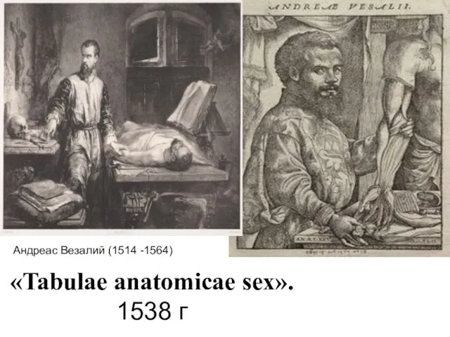 Андреас Везалий (1514 -1564) «Tabulae anatomicae sex». 1538 г