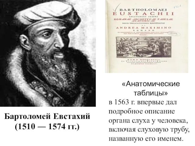 «Анатомические таблицы» в 1563 г. впервые дал подробное описание органа слуха