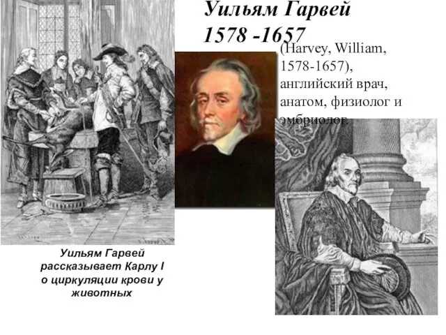 Уильям Гарвей 1578 -1657 Уильям Гарвей рассказывает Карлу I о циркуляции