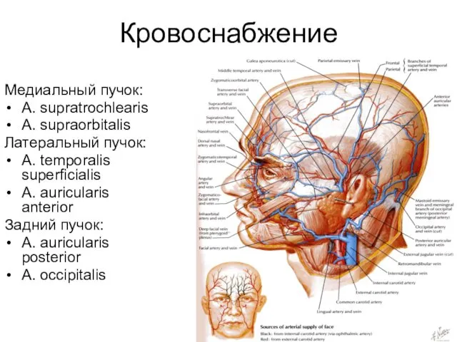 Кровоснабжение Медиальный пучок: A. supratrochlearis A. supraorbitalis Латеральный пучок: A. temporalis