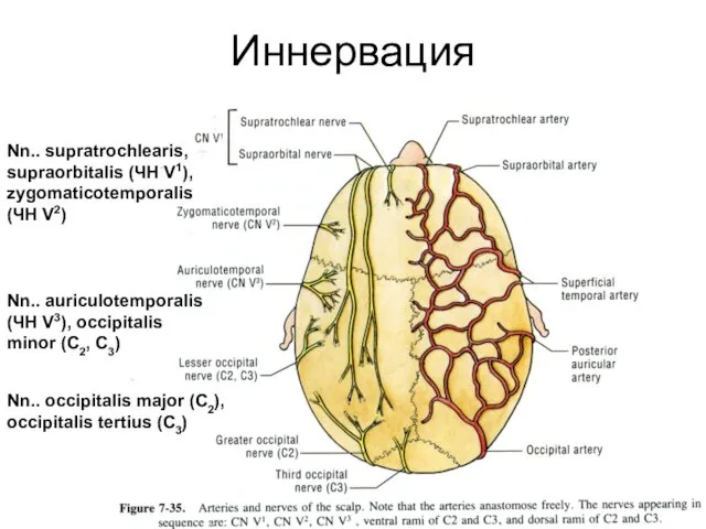 Иннервация Nn.. supratrochlearis, supraorbitalis (ЧН V1), zygomaticotemporalis (ЧН V2) Nn.. auriculotemporalis