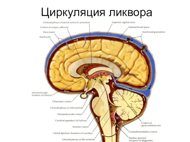 Циркуляция ликвора