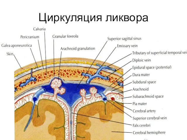 Циркуляция ликвора