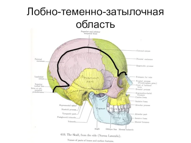 Лобно-теменно-затылочная область