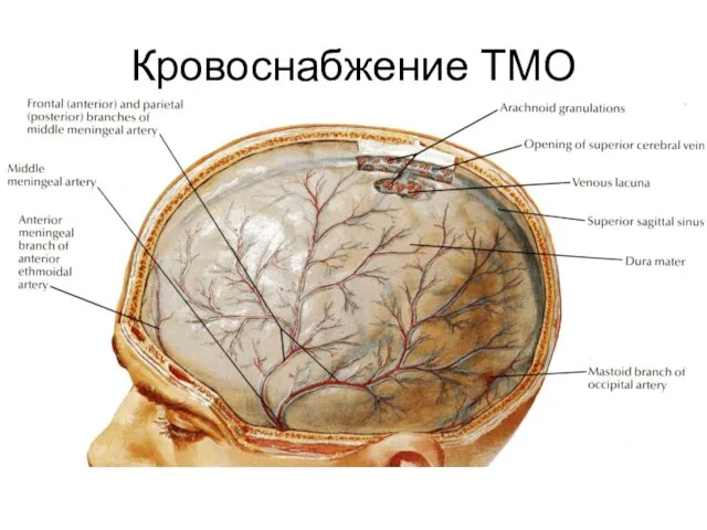 Кровоснабжение ТМО