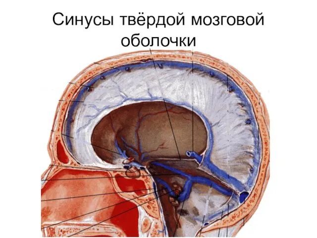 Синусы твёрдой мозговой оболочки