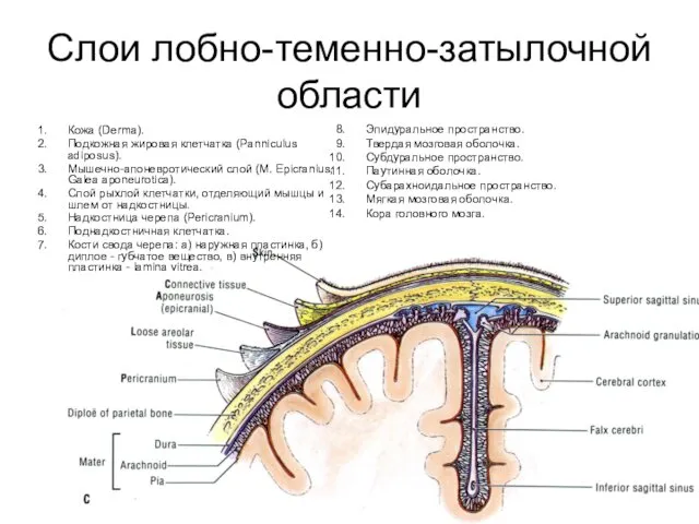 Слои лобно-теменно-затылочной области Кожа (Derma). Подкожная жировая клетчатка (Panniculus adiposus). Мышечно-апоневротический