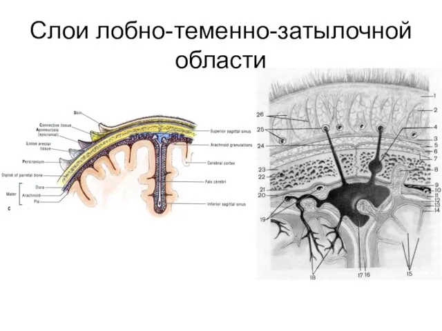 Слои лобно-теменно-затылочной области