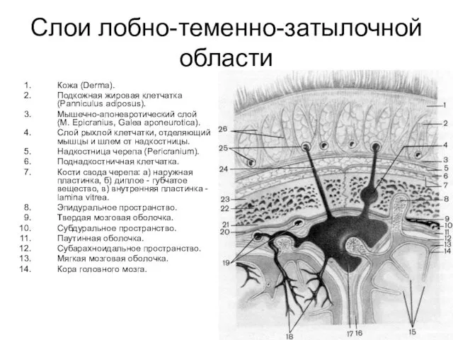 Слои лобно-теменно-затылочной области Кожа (Derma). Подкожная жировая клетчатка (Panniculus adiposus). Мышечно-апоневротический